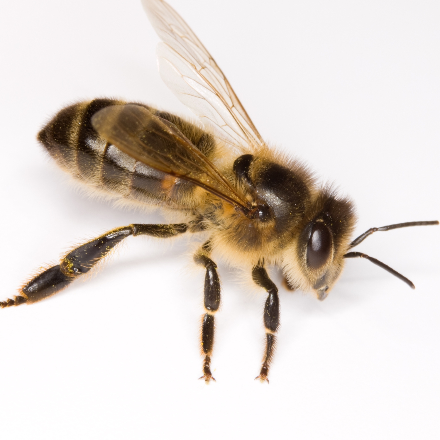 bee propolis.jpg